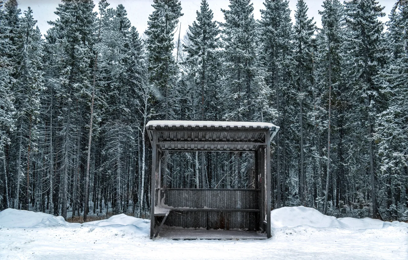 Photo wallpaper Wood, Winter, Snow, Trees, Cold, Nikita Lebedev, Bus Station