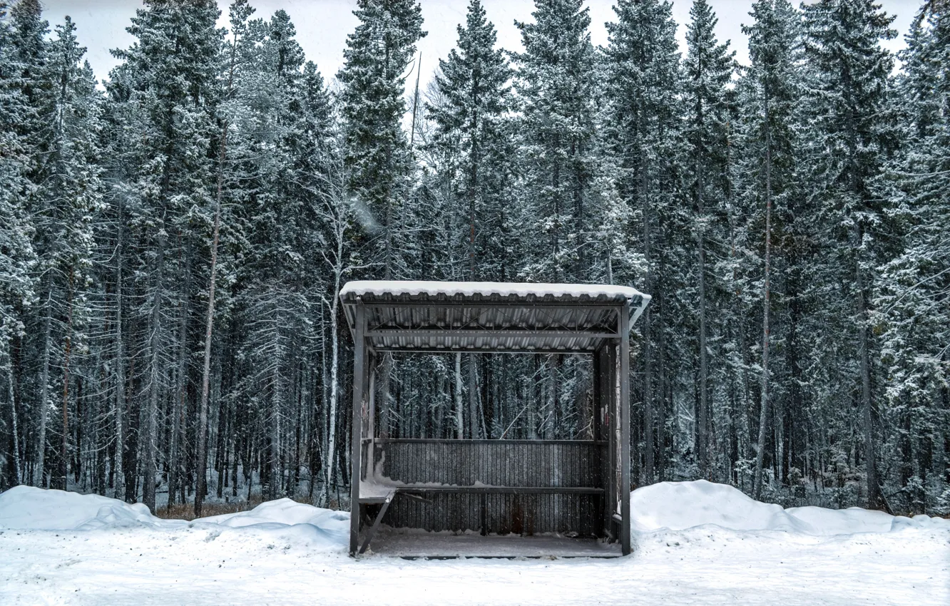 Photo wallpaper trees, wood, winter, snow, cold, Nikita Lebedev, Bus Station