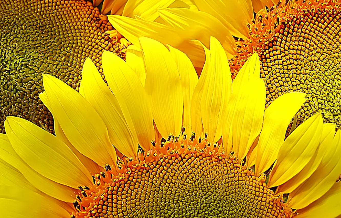 Photo wallpaper sunflowers, flowers, yellow, nature, mood, petals