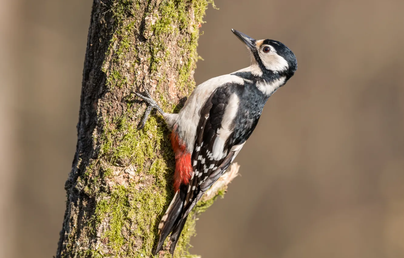 Photo wallpaper trees, bird, woodpecker