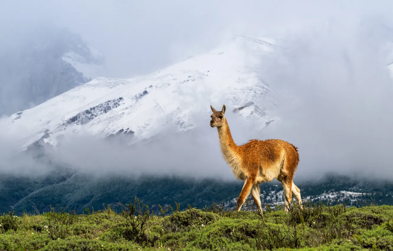 Photo wallpaper field, snow, mountains, branches, fog, tops, morning, slope