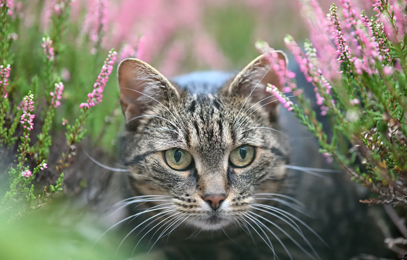 Photo wallpaper cat, cat, look, flowers, nature, pose, grey, portrait