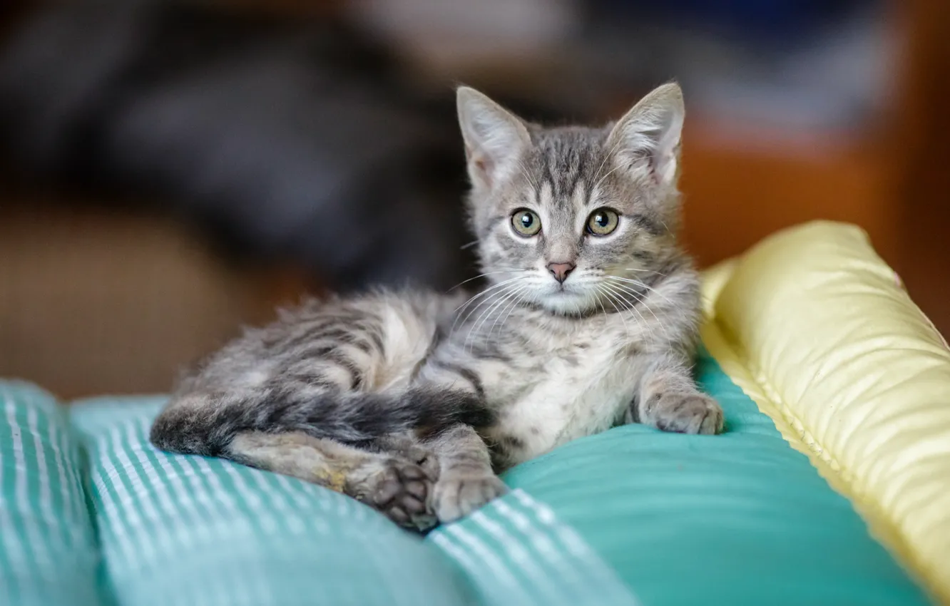 Photo wallpaper cat, look, grey, sweetheart, pillow, muzzle, lies, kitty