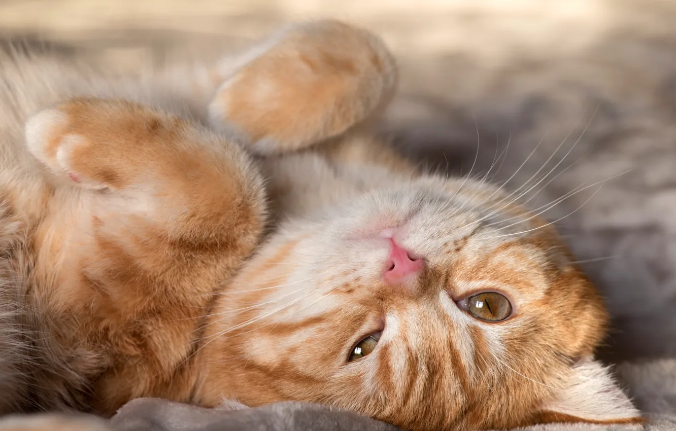 Photo wallpaper cat, cat, look, legs, red, lies, face
