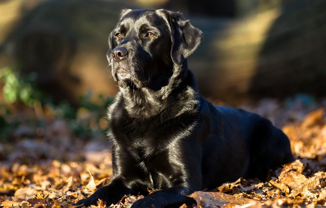 Photo wallpaper leaves, dog, Labrador Retriever