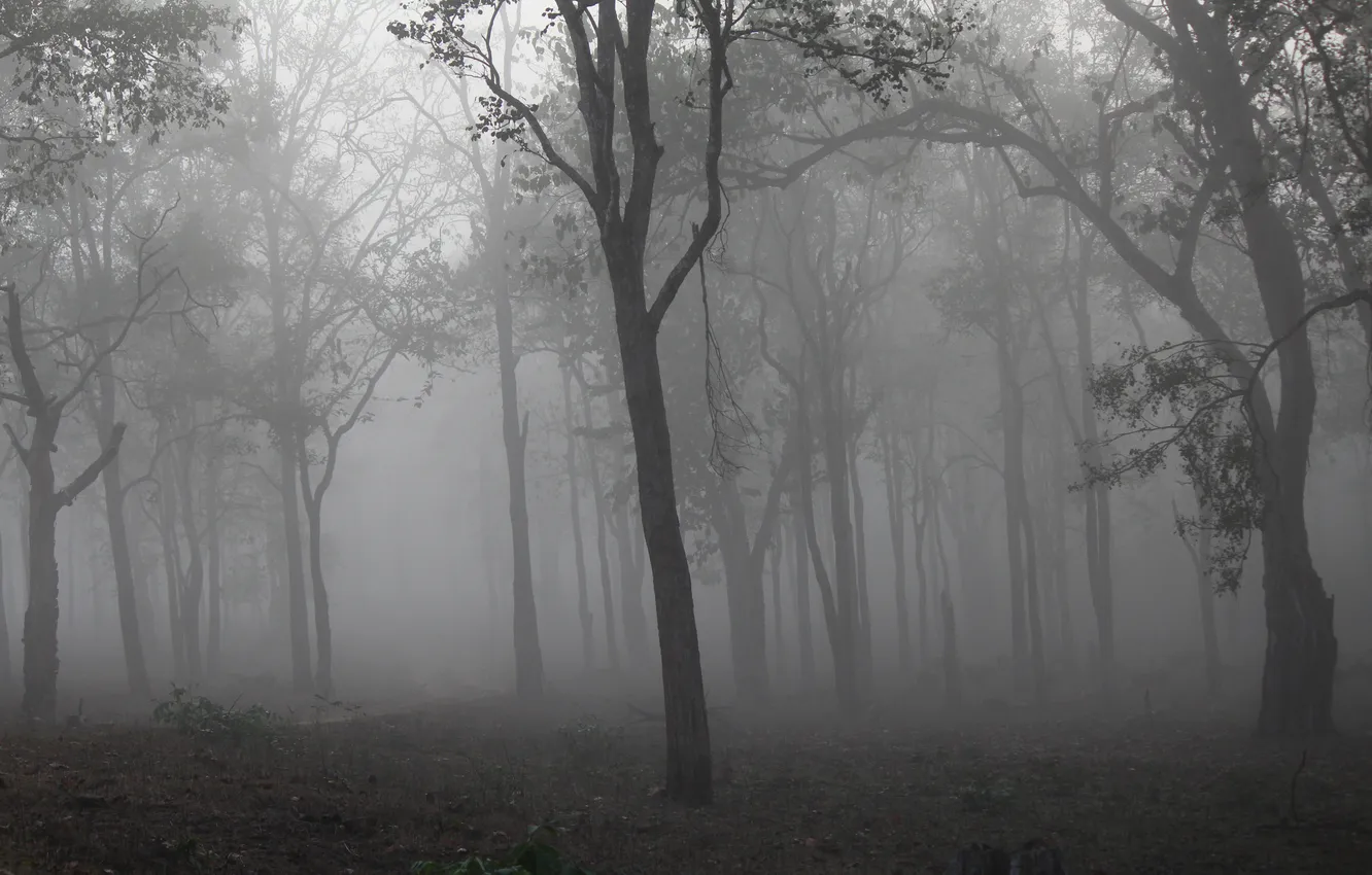 Photo wallpaper forest, trees, nature, fog