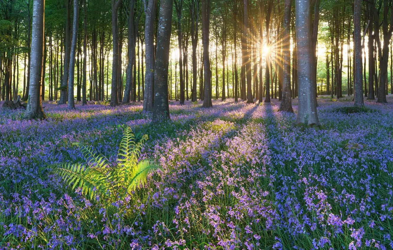 Photo wallpaper forest, summer, flowers