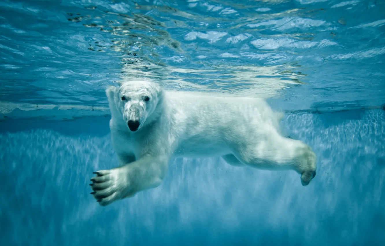 Photo wallpaper Water, White, Bear, Animals