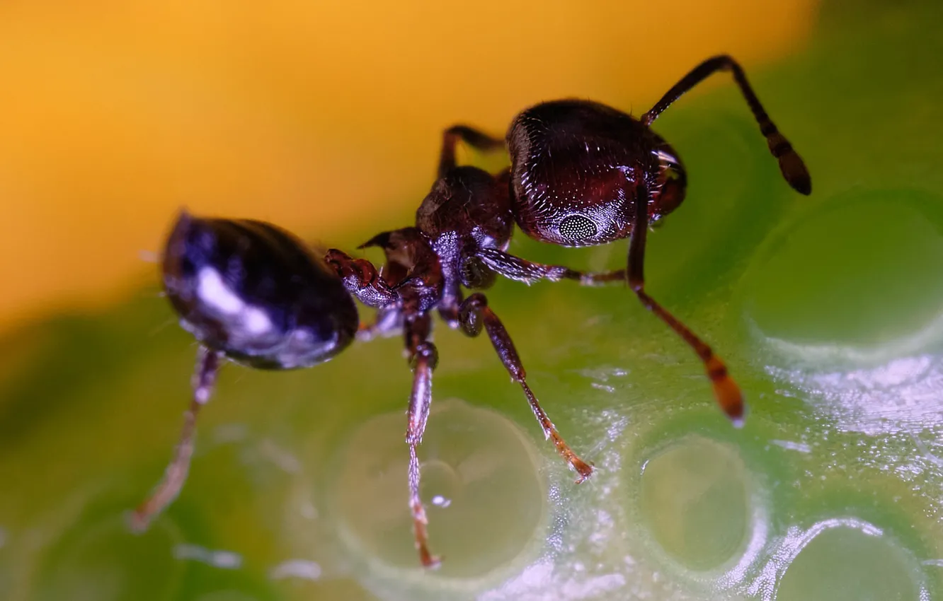 Photo wallpaper macro, background, ants