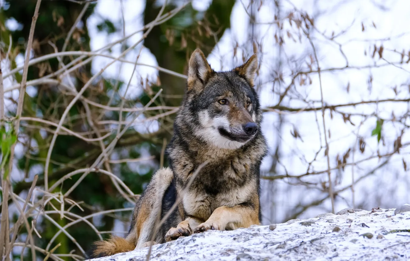 Photo wallpaper fantasy, Predator, nature, art, snow, face, animal, wolf