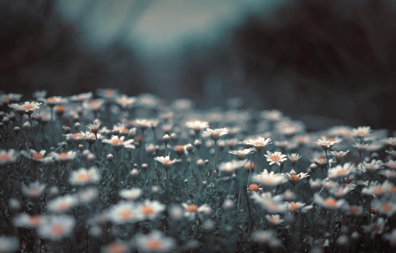 Photo wallpaper field, flowers, chamomile