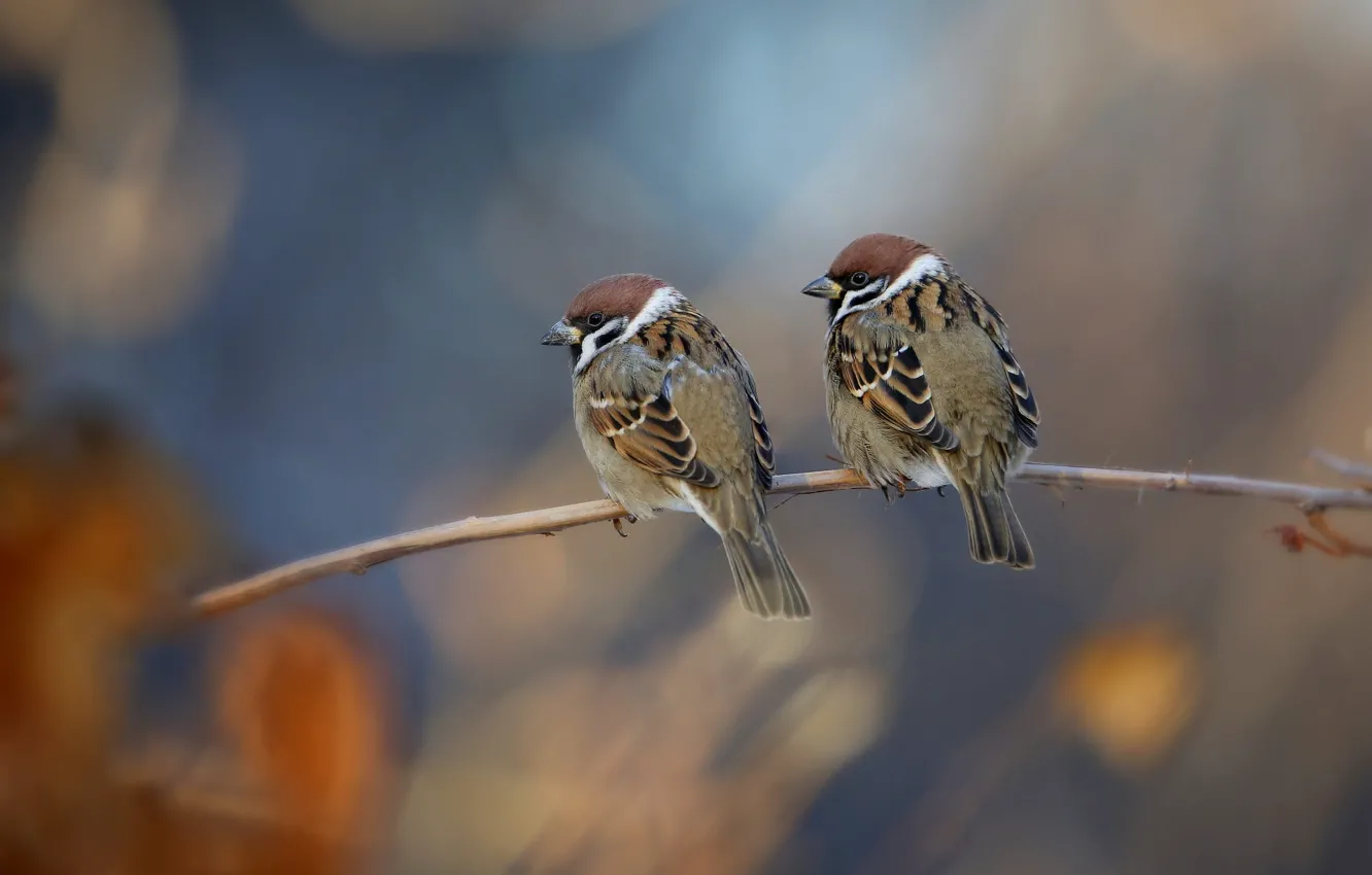 Photo wallpaper birds, branch, Sparrow, pair, a couple, Duo, two, bokeh