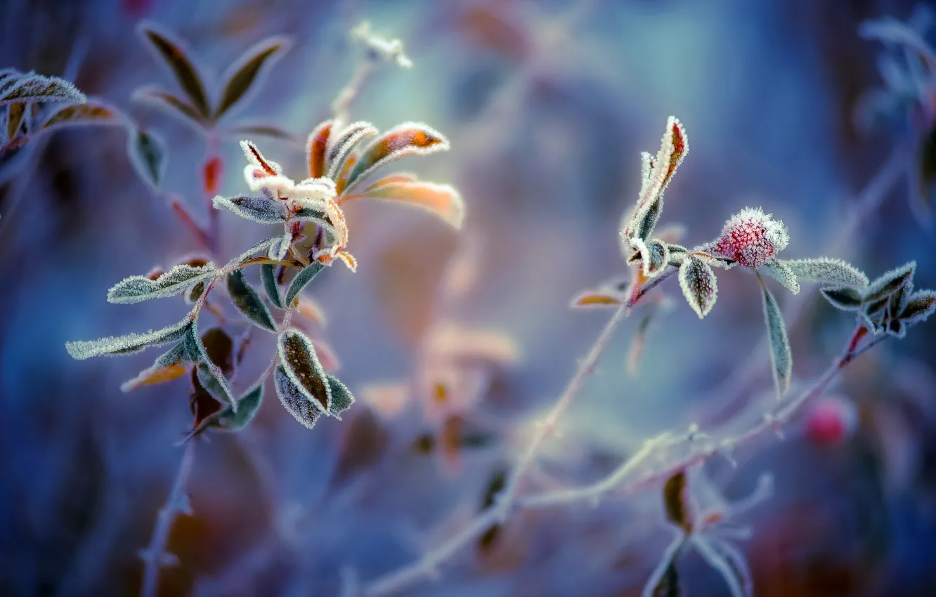 Photo wallpaper frost, macro, plants
