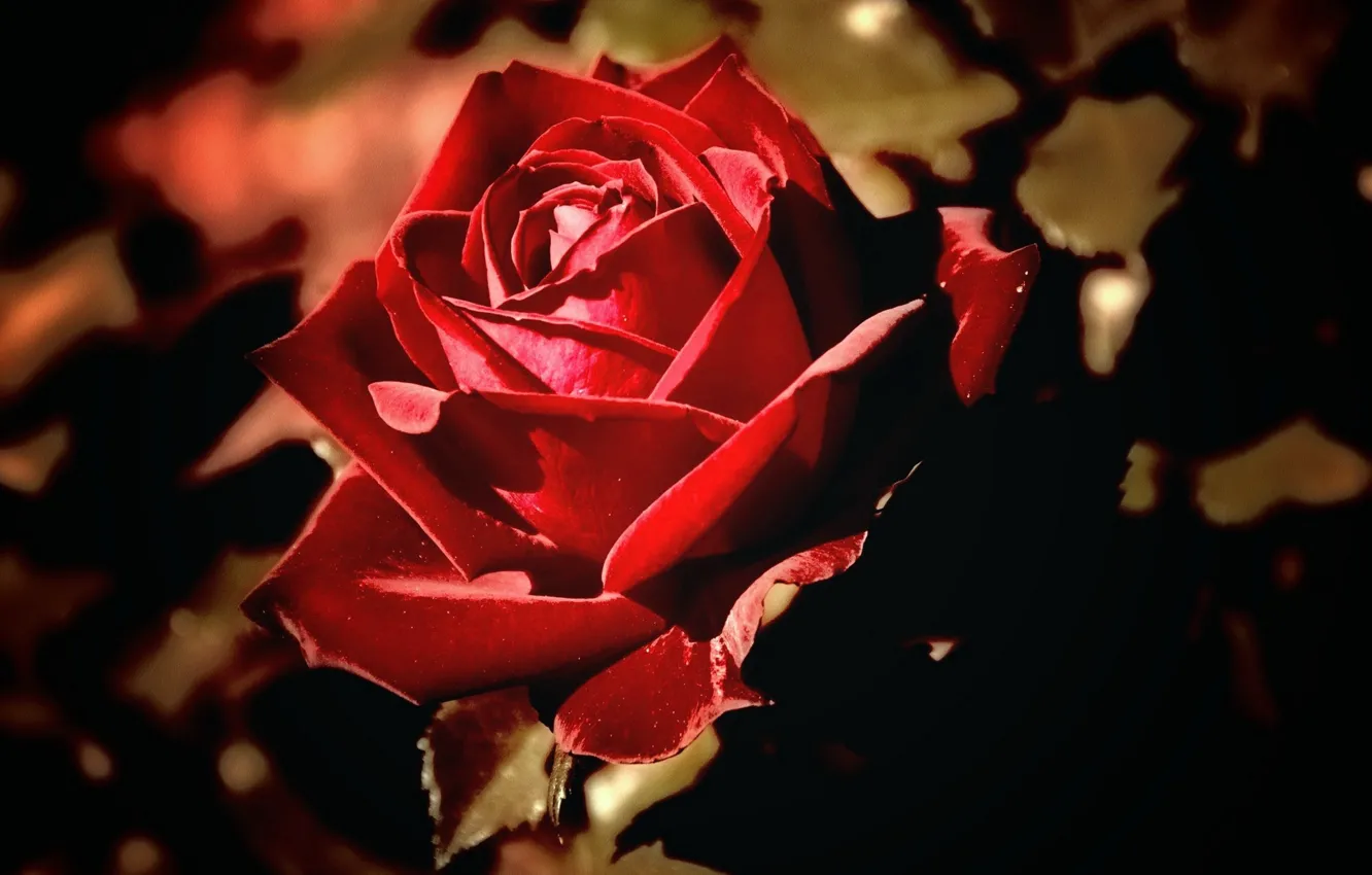 Photo wallpaper roses, petals, buds