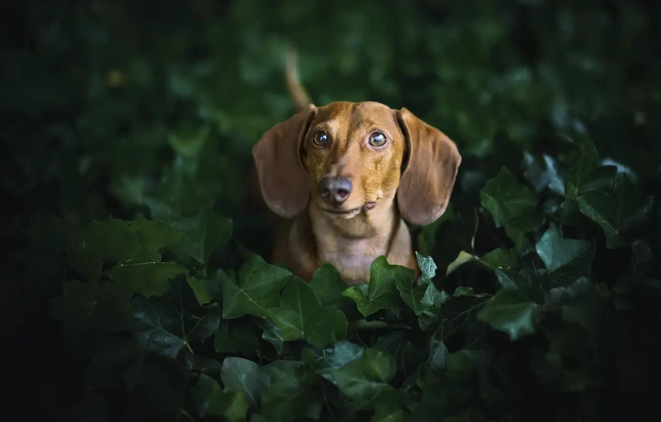 Photo wallpaper each, dog, Dachshund