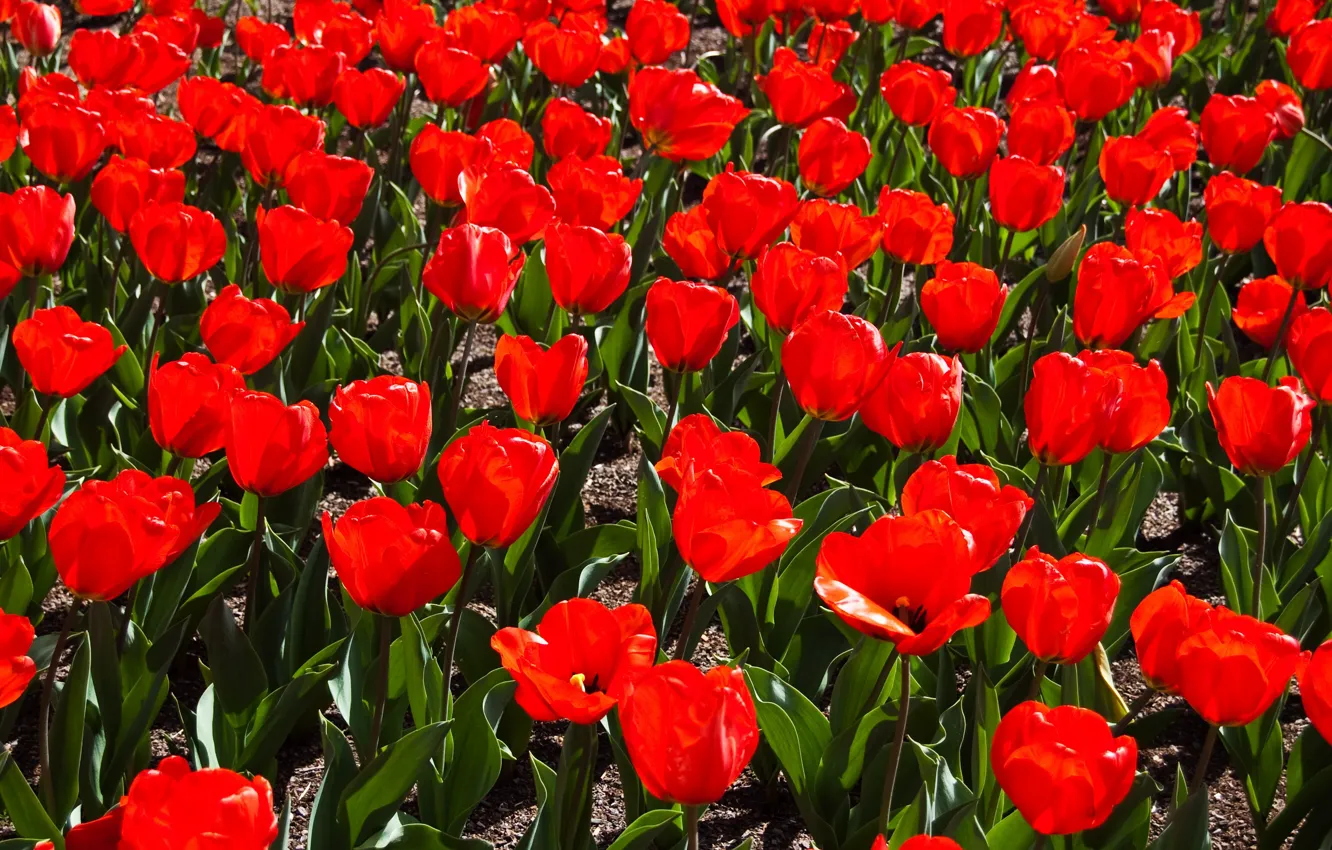 Photo wallpaper Field, Spring, Spring, Field, Red tulips, Red tulips
