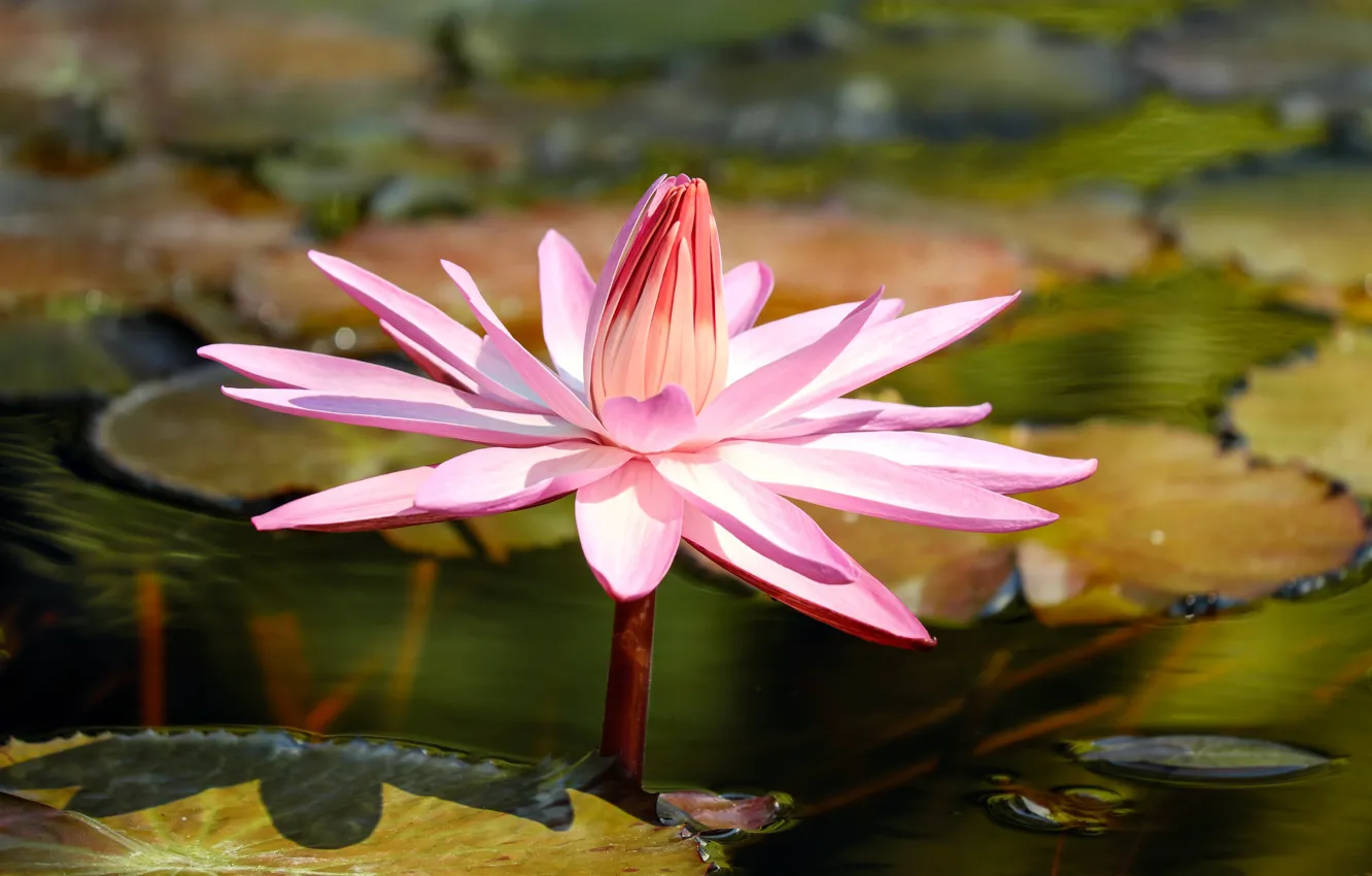 Photo wallpaper flower, pond, backwater, water Lily