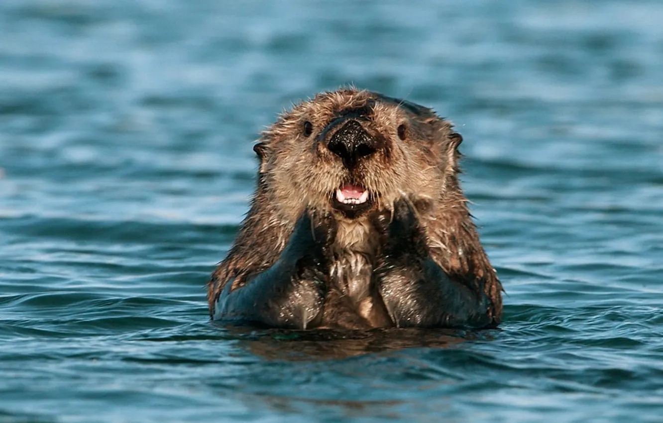 Wallpaper pond, floats, muskrat, the beaver family for mobile and