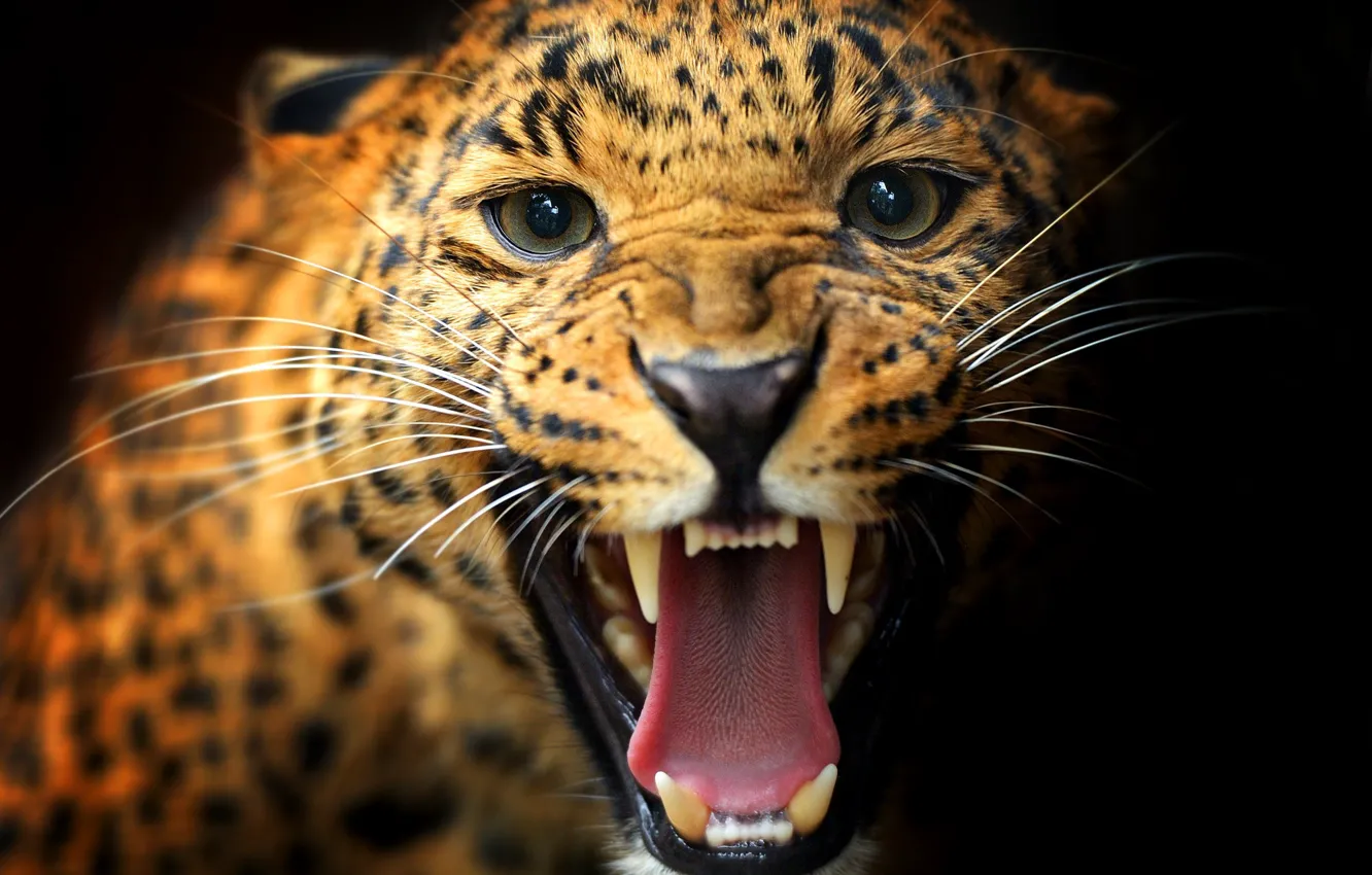 Photo wallpaper cat, mustache, look, animal, mouth, leopard, fangs, color