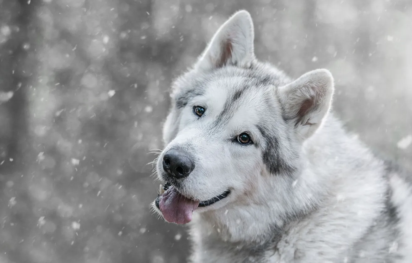 Photo wallpaper winter, language, look, face, snow, wolf, dog, mouth