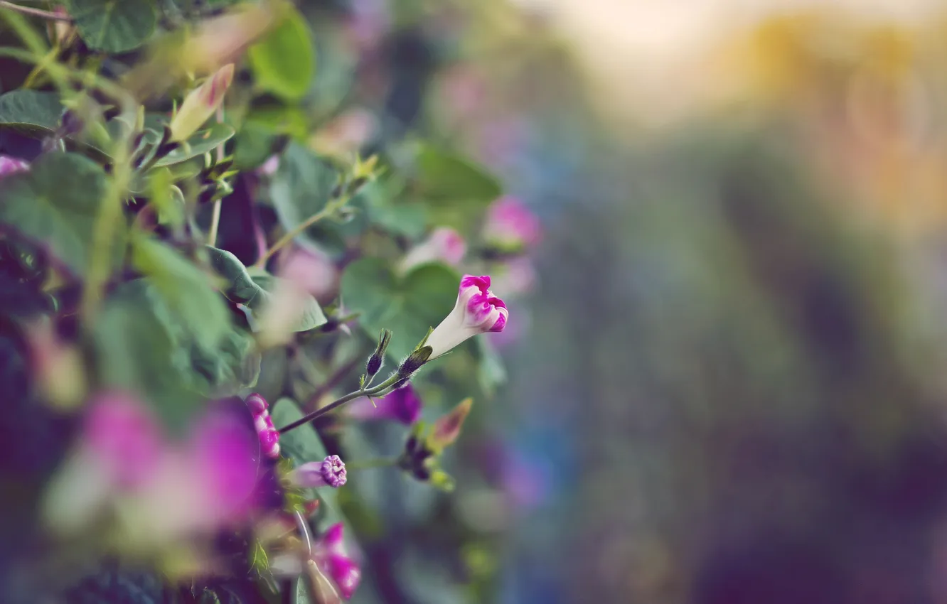 Photo wallpaper autumn, macro, flowers