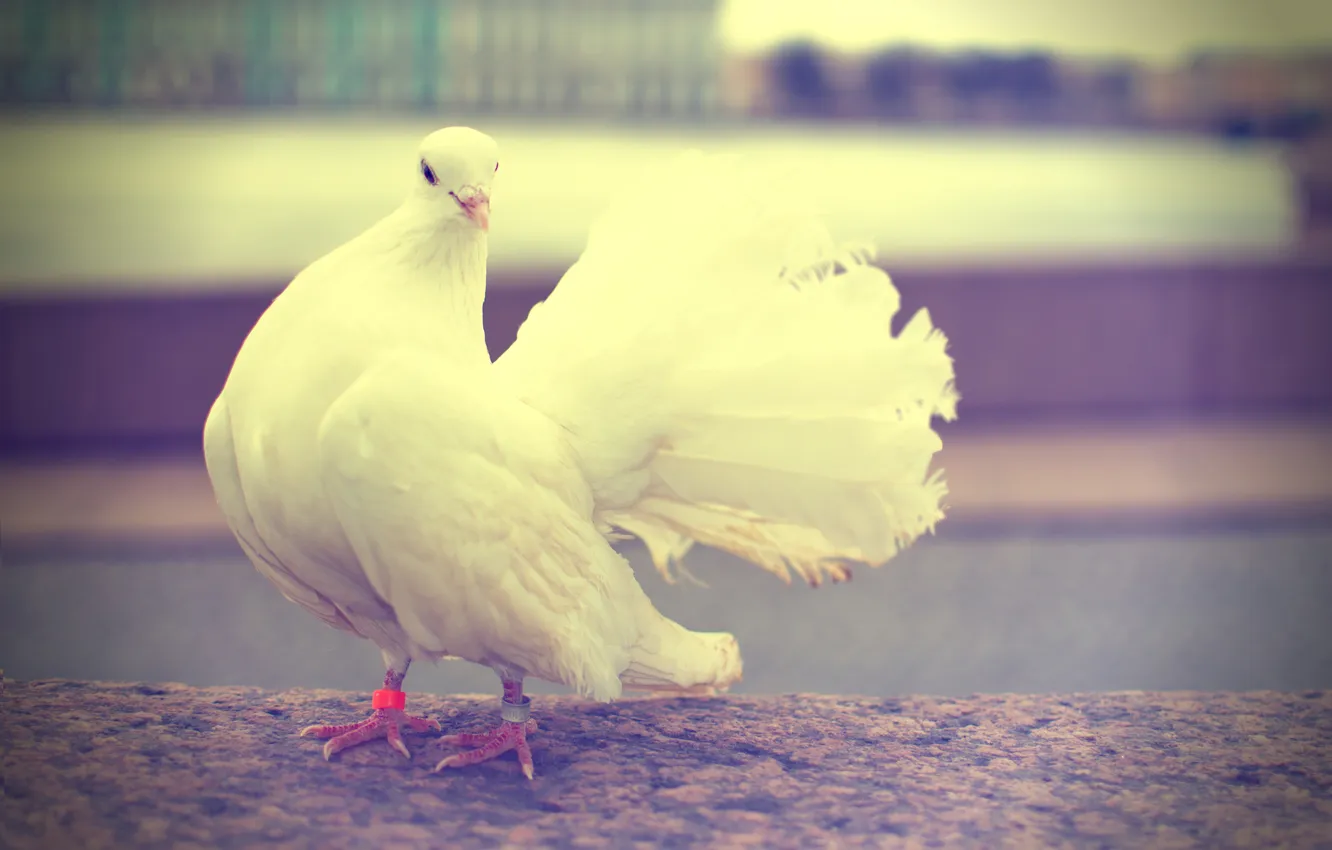 Photo wallpaper white, bird, Saint Petersburg, pigeons, wedding