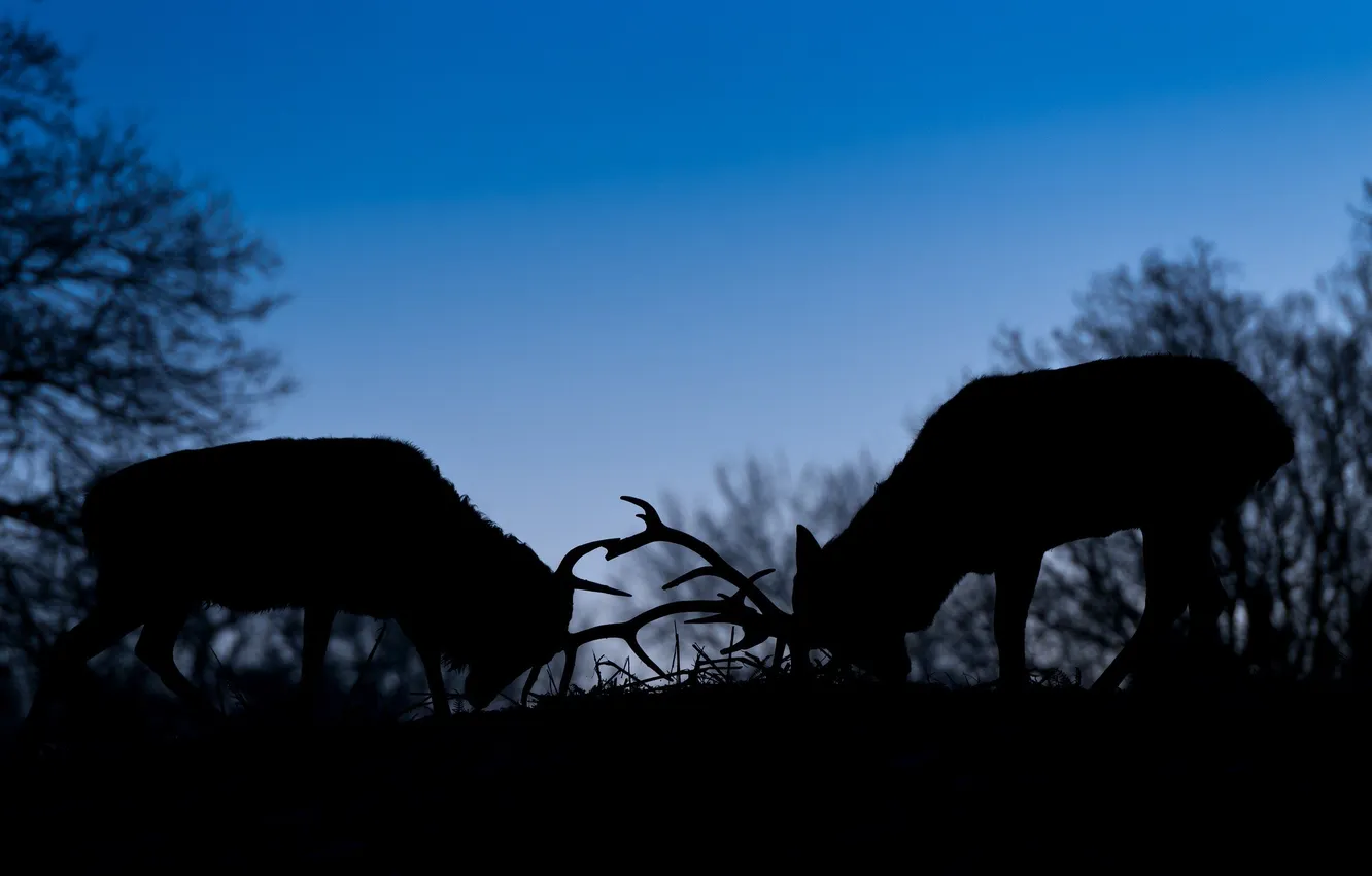 Photo wallpaper fight, the evening, silhouette, pair, horns, twilight, deer, the fight