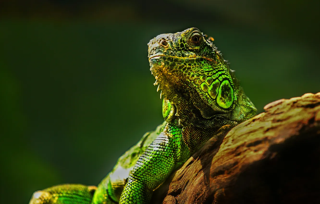 Photo wallpaper eyes, nature, stones, lizard, reptile