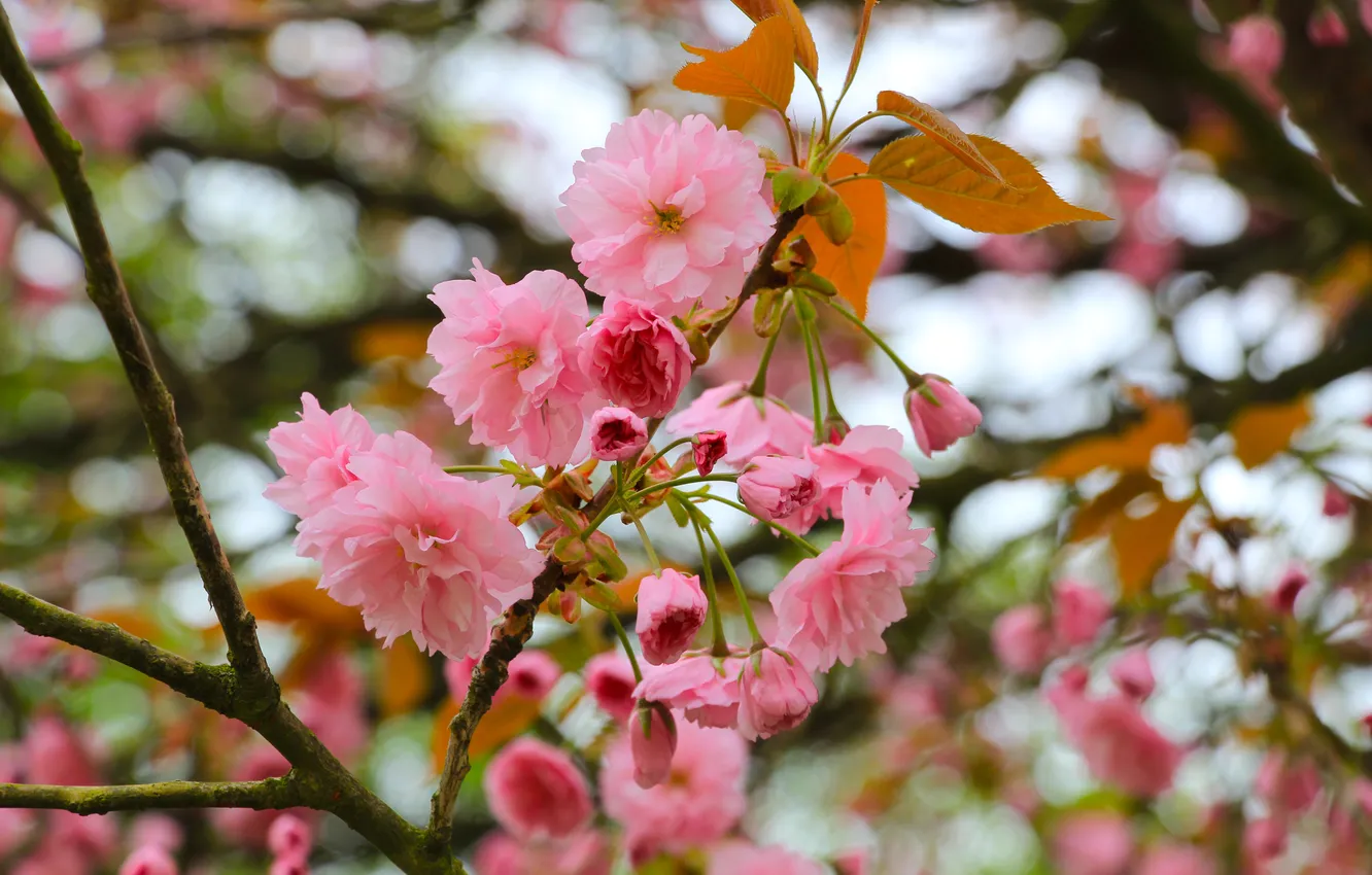 Photo wallpaper flower, spring, twig, blooming, Japanese cherry