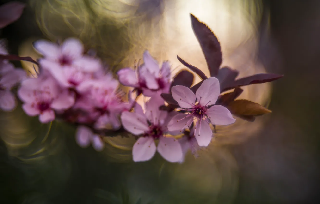 Photo wallpaper background, petals, Japanese cherry