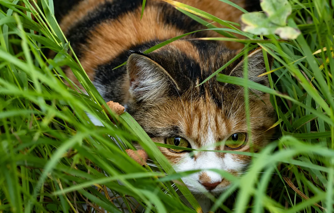 Photo wallpaper cat, grass, look, face, nature, pose, portrait, lies