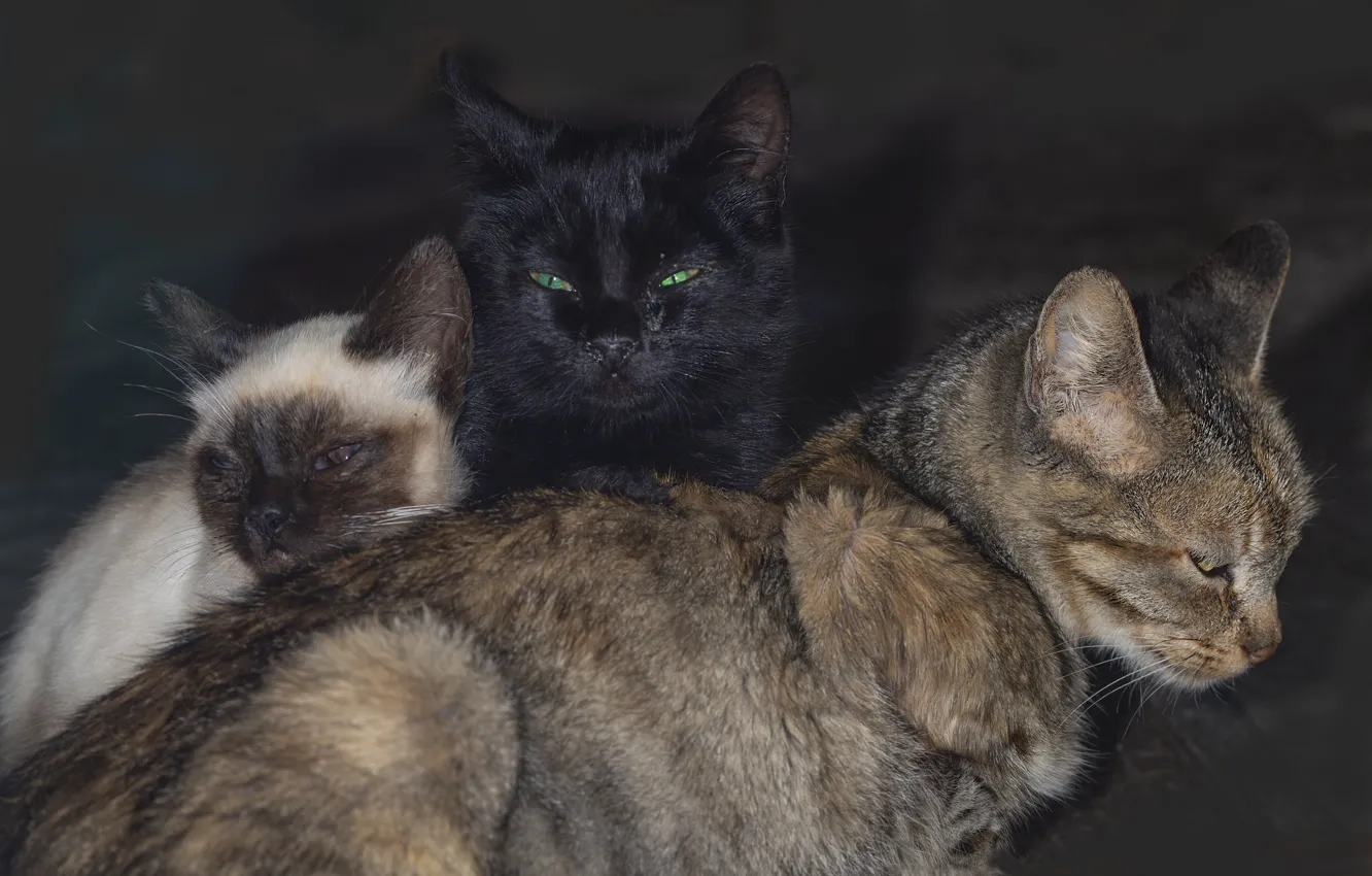Photo wallpaper cat, cat, trio