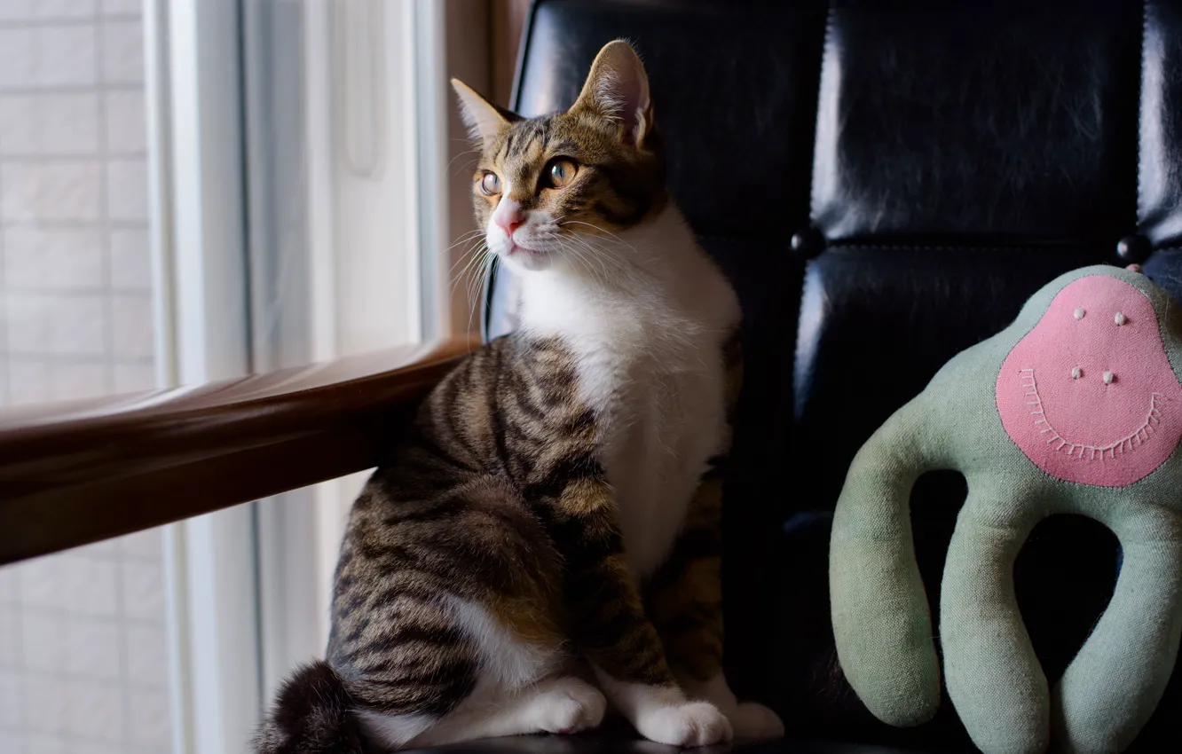 Photo wallpaper cat, cat, look, room, toy, chair, window, twilight