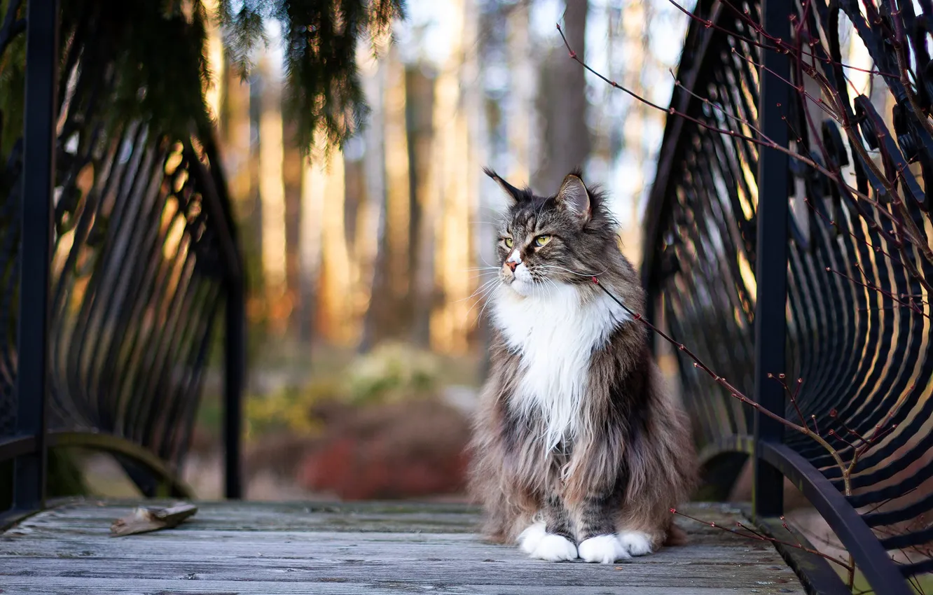 Photo wallpaper cat, cat, bridge, nature, grey, the fence, railings, Maine Coon