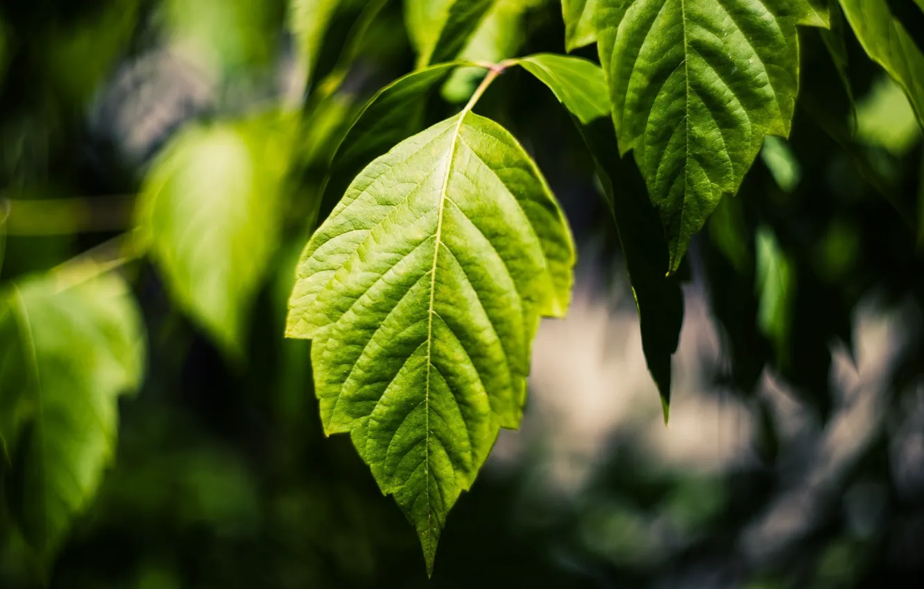 Photo wallpaper summer, leaves, macro, green