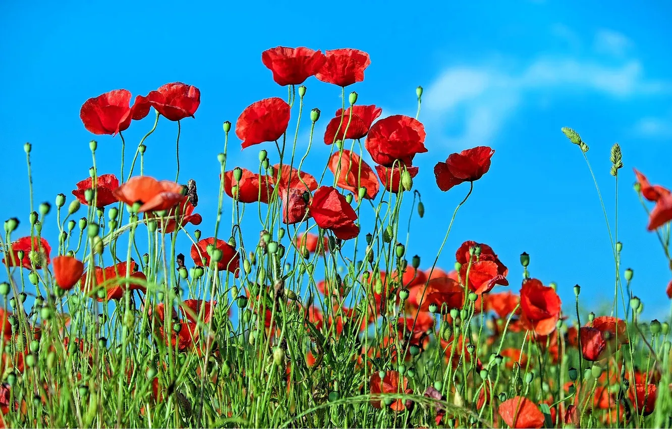 Photo wallpaper field, the sky, grass, red, Maki