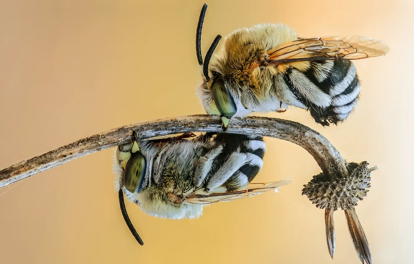 Photo wallpaper macro, bee, background, two, hairy, stem, pair, insect