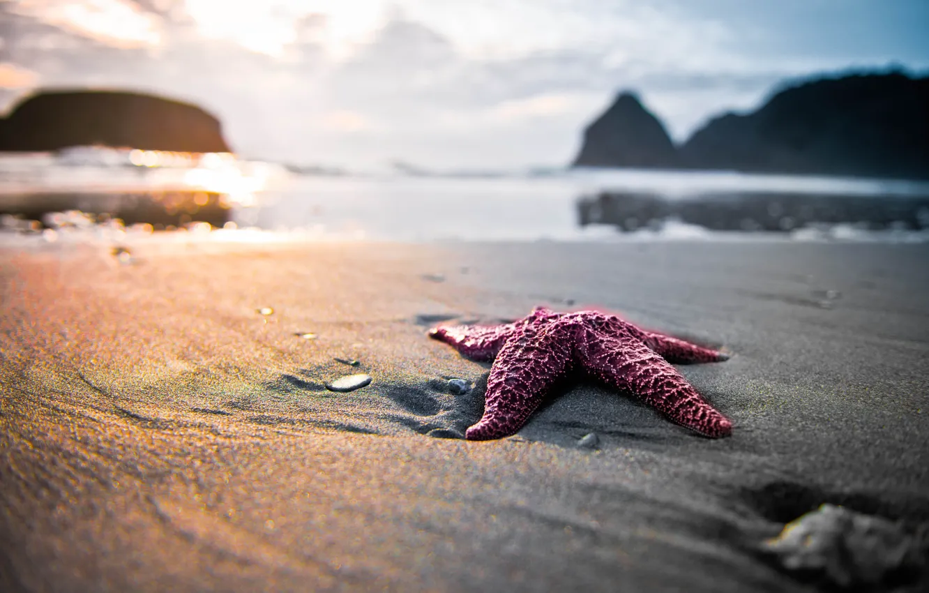 Photo wallpaper sand, shore, starfish