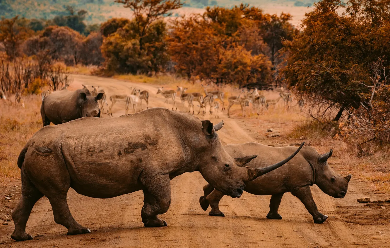 Photo wallpaper road, autumn, nature, Africa, walk, rhinos