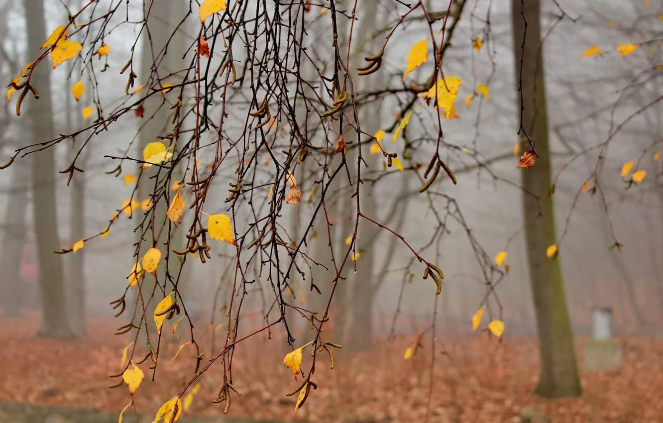 Photo wallpaper autumn, trees, branches, fog