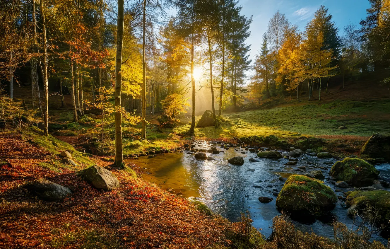 Photo wallpaper autumn, leaves, the sun, trees, nature, river, stones, moss