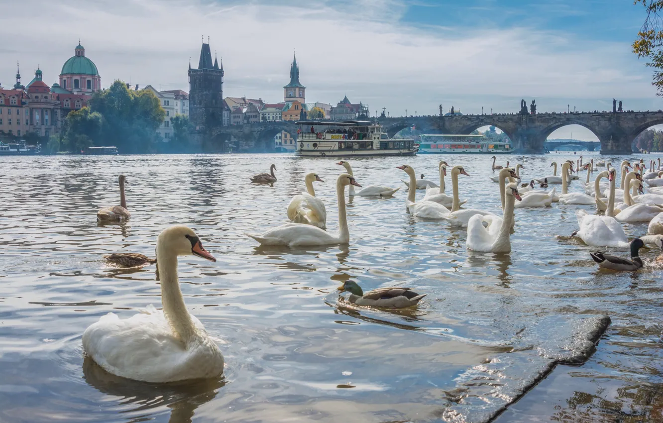 Photo wallpaper bridge, river, bird, duck, Prague, Czech Republic, swans, Prague