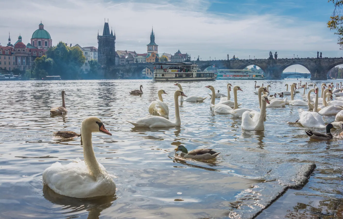 Photo wallpaper birds, bridge, river, duck, Prague, Czech Republic, swans, Prague