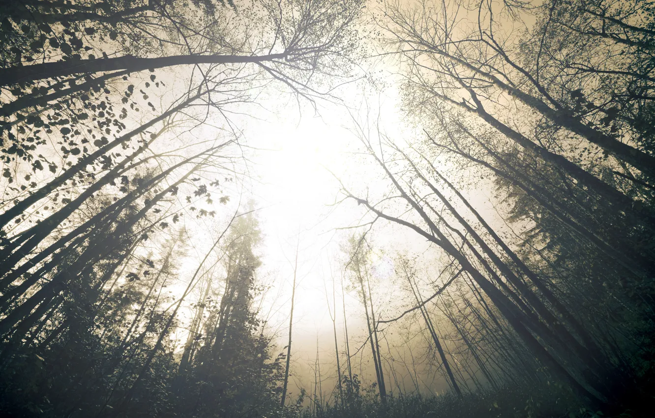 Photo wallpaper forest, the sky, trees, nature, fog, haze