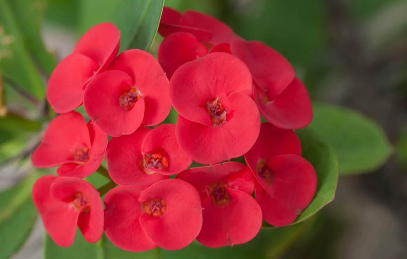 Photo wallpaper macro, nature, petals, inflorescence