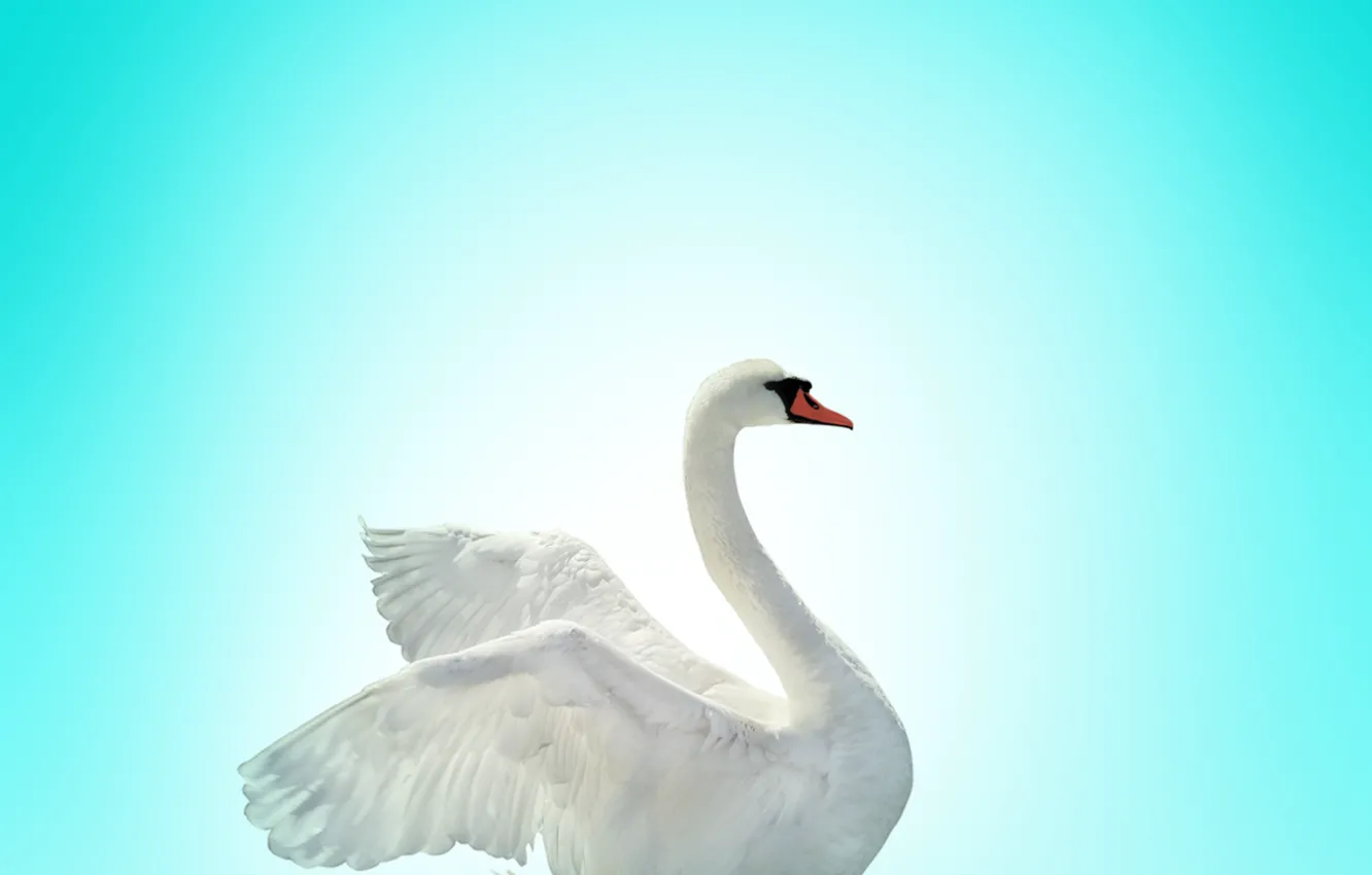 Photo wallpaper swan, bird, lake