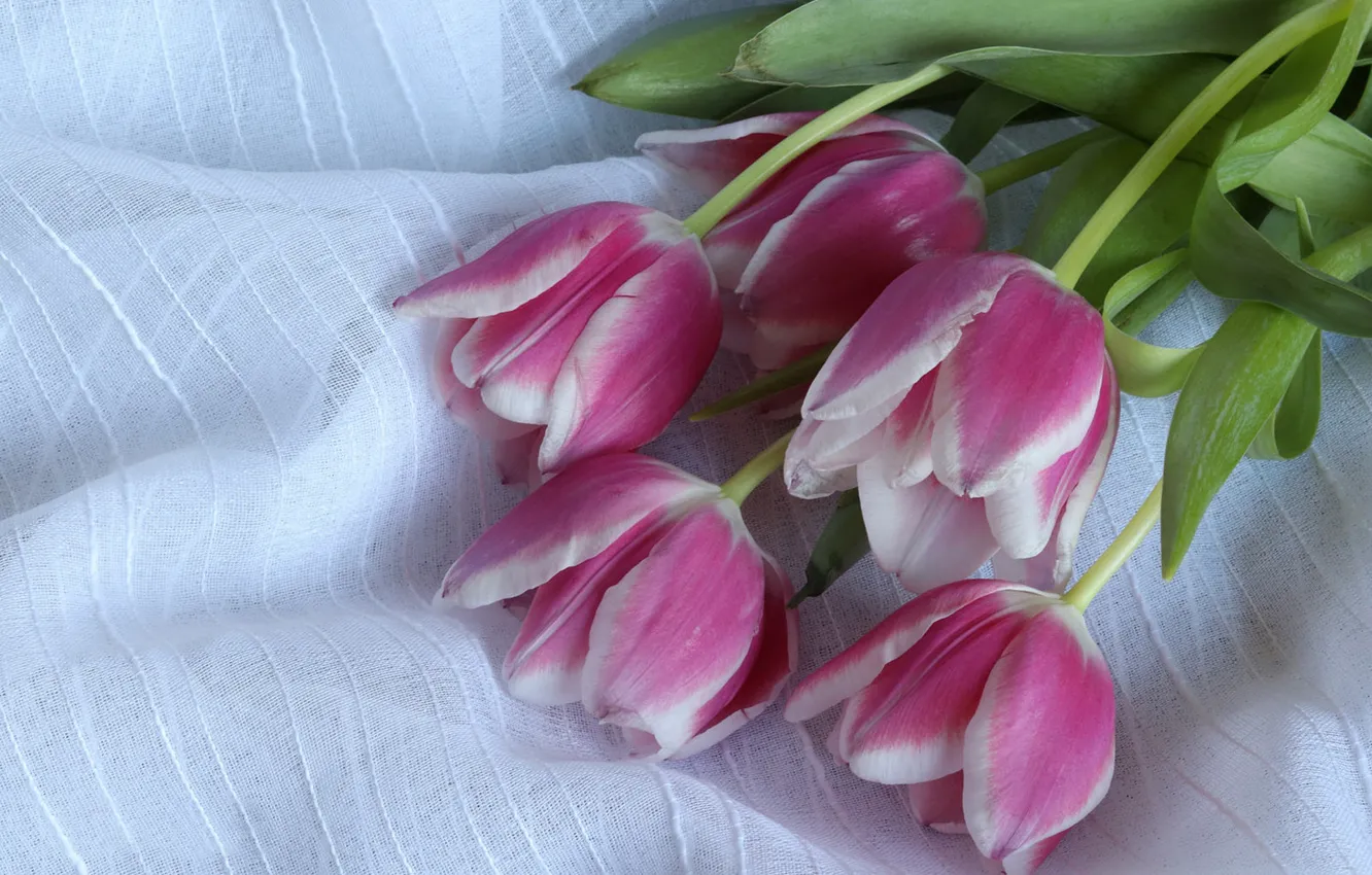 Photo wallpaper tulips, fabric, pink, buds