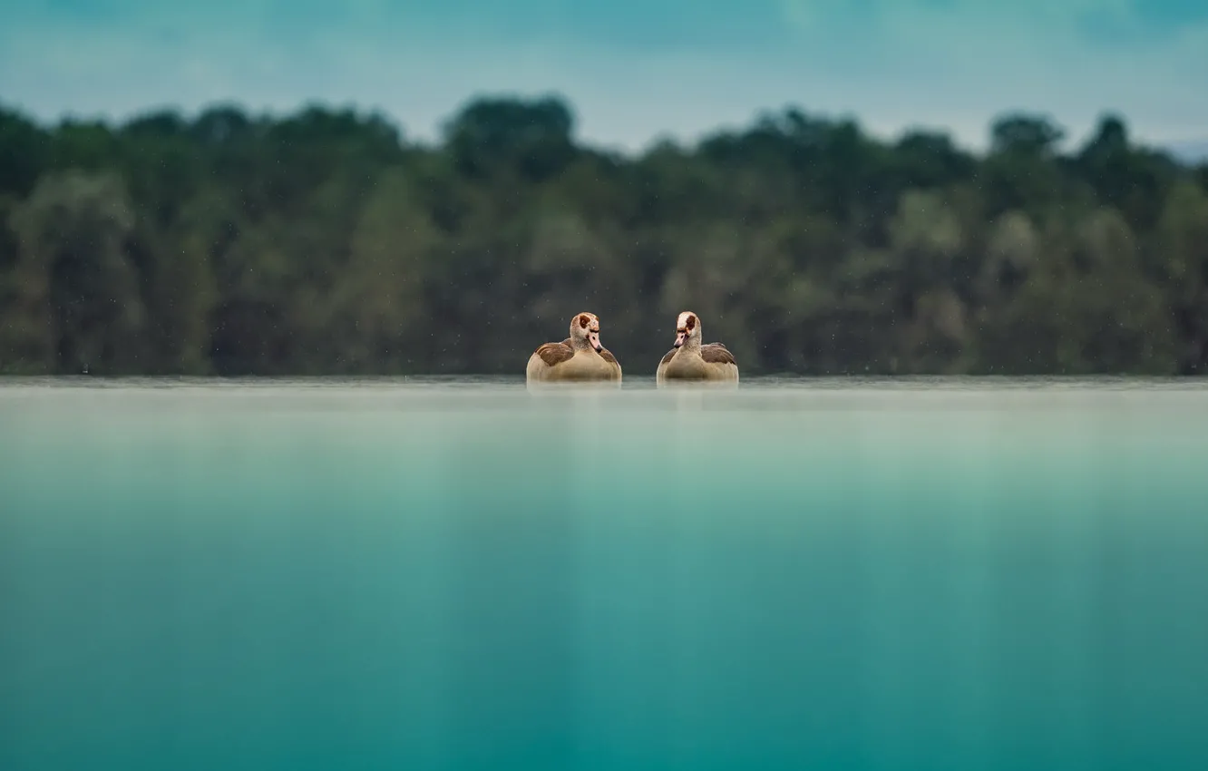 Photo wallpaper nature, lake, duck