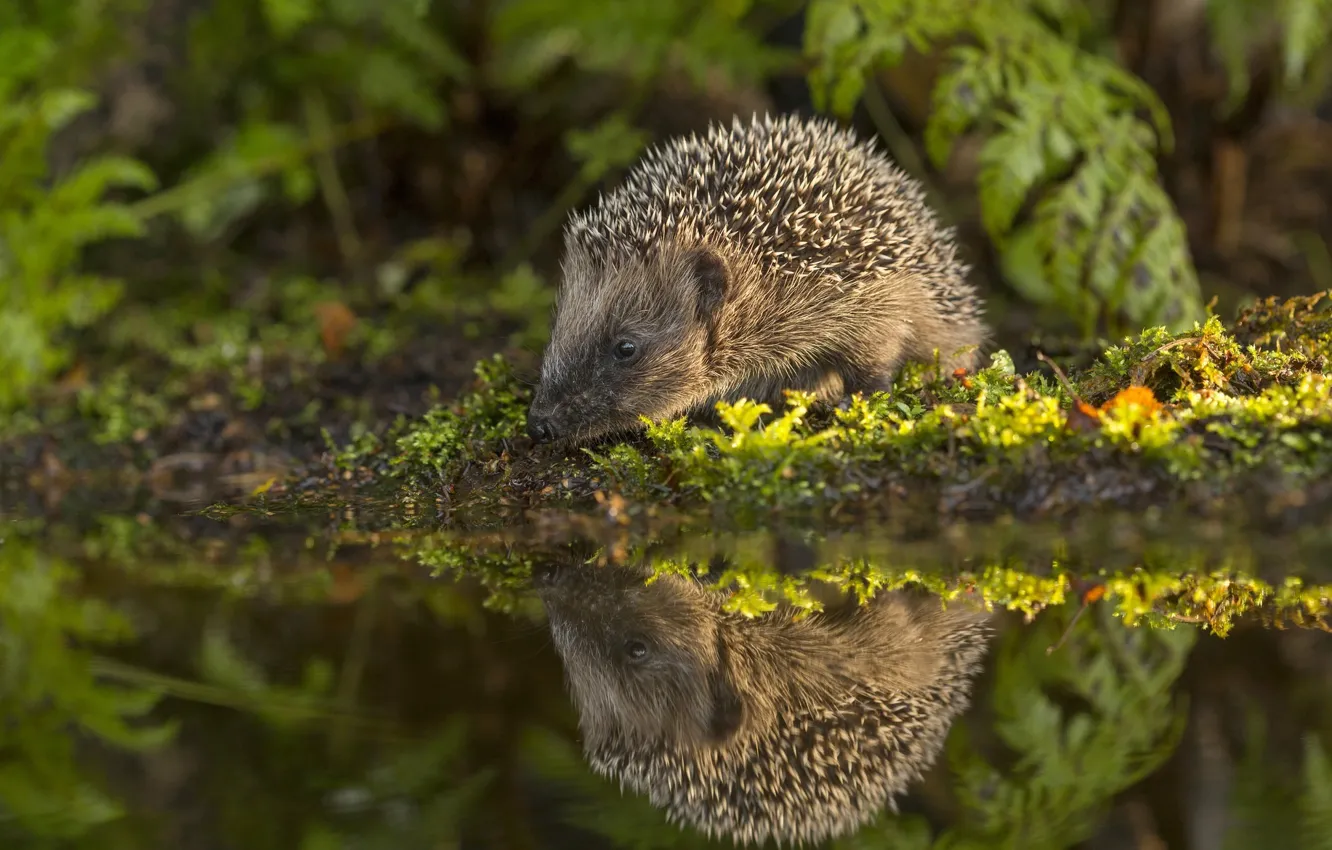 Photo wallpaper water, reflection, moss, hedgehog, hedgehog