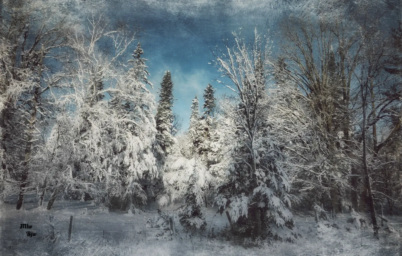 Photo wallpaper forest, snow, filter, winter calm